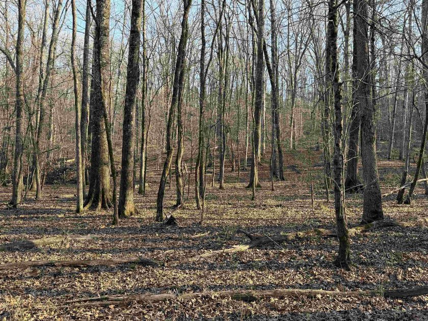 Escape to the natural beauty of the Ozarks with this 16.55+/- - photo 2