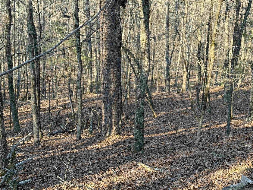 Escape to the natural beauty of the Ozarks with this 16.55+/- - photo 6