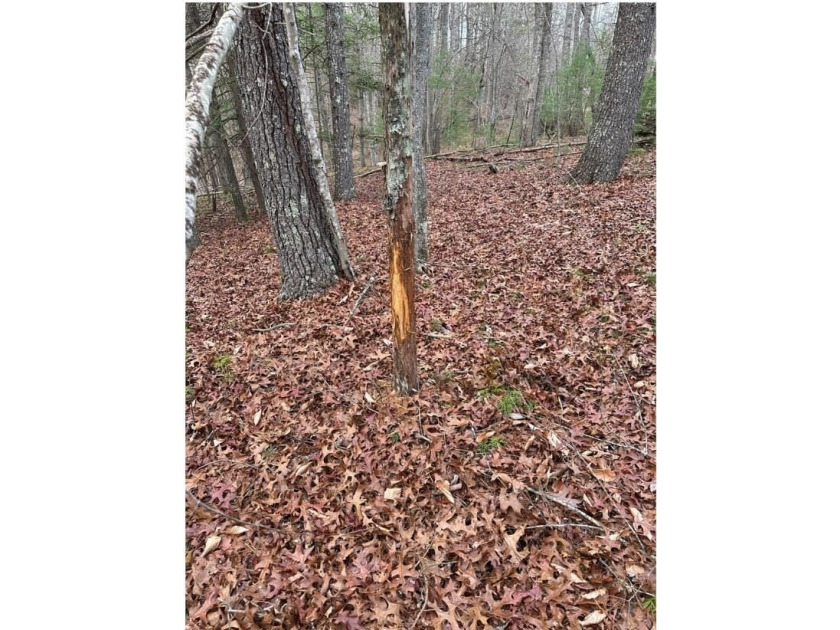 Rare 18.96-Acre Unrestricted Property Overlooking the New River - photo 19