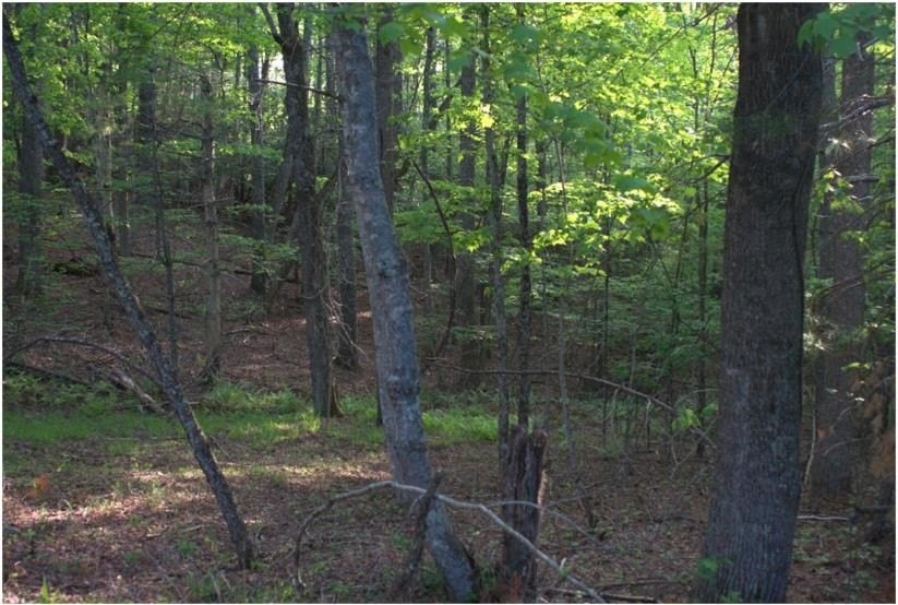 Rare 18.96-Acre Unrestricted Property Overlooking the New River - photo 23