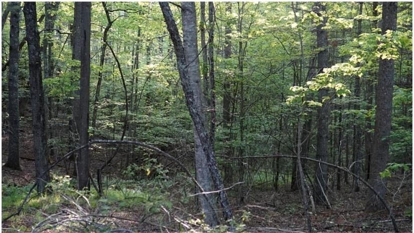 Rare 18.96-Acre Unrestricted Property Overlooking the New River - photo 24