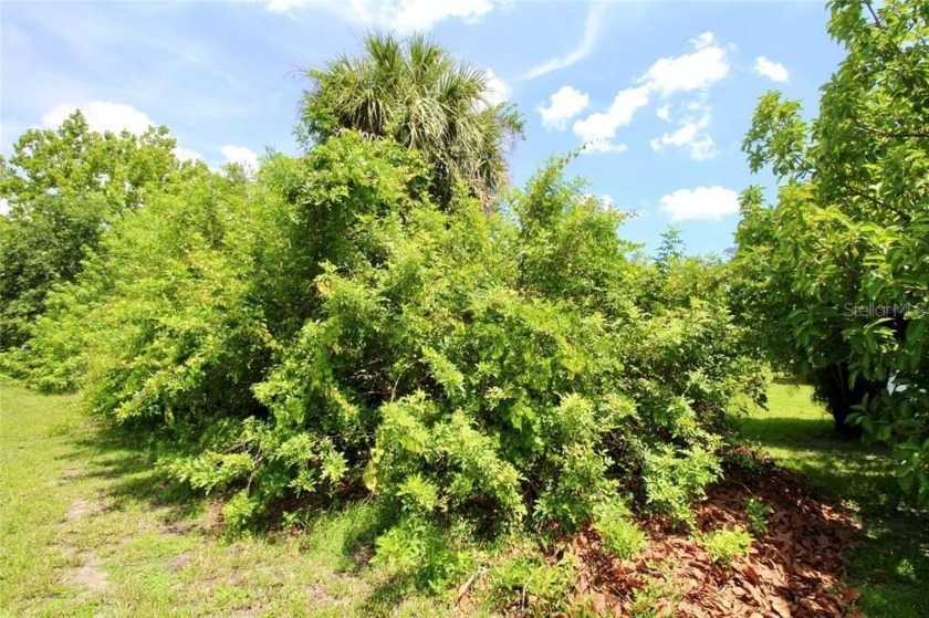 Vacant lot in a well established community with power 80X125 - photo 29