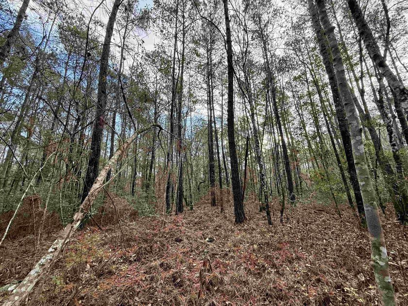 5.49 acres located on Pennyroyal Road in Georgetown, SC. Located - photo 21