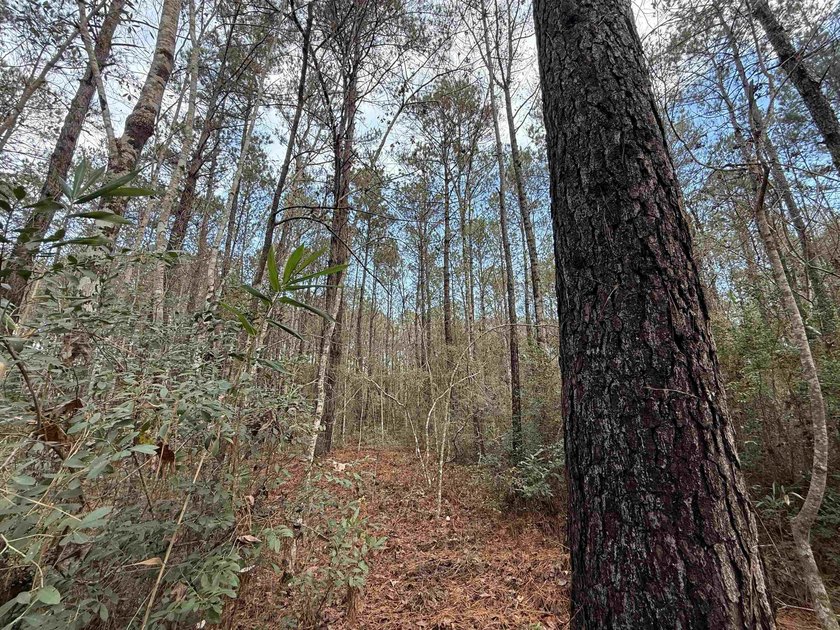 5.49 acres located on Pennyroyal Road in Georgetown, SC. Located - photo 22