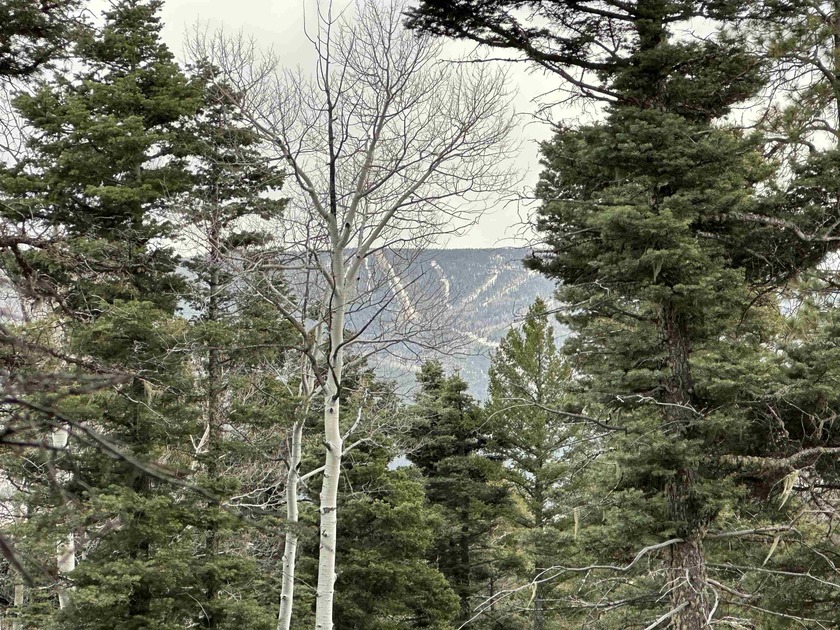 Tall pine, aspen and VIEWS make this 10 acre parcel in - photo 2