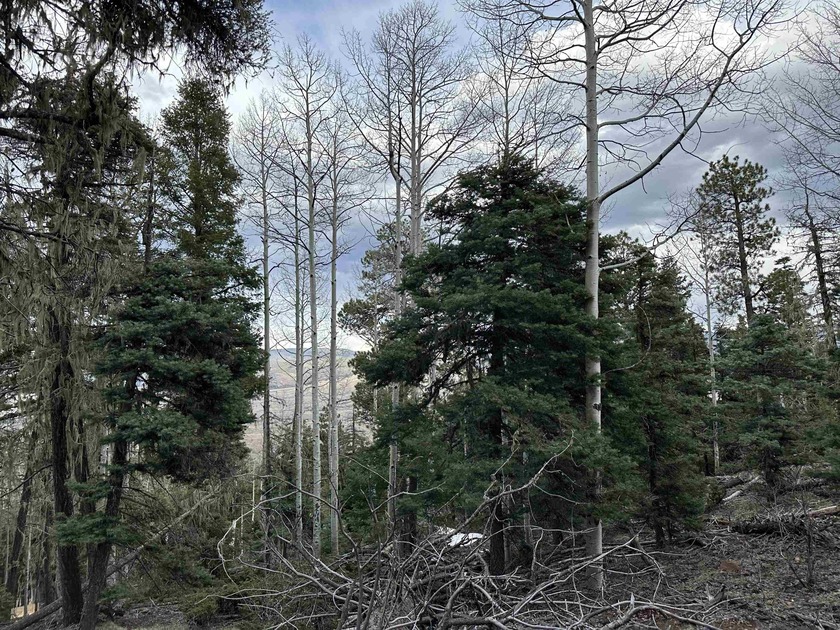 Tall pine, aspen and VIEWS make this 10 acre parcel in - photo 6