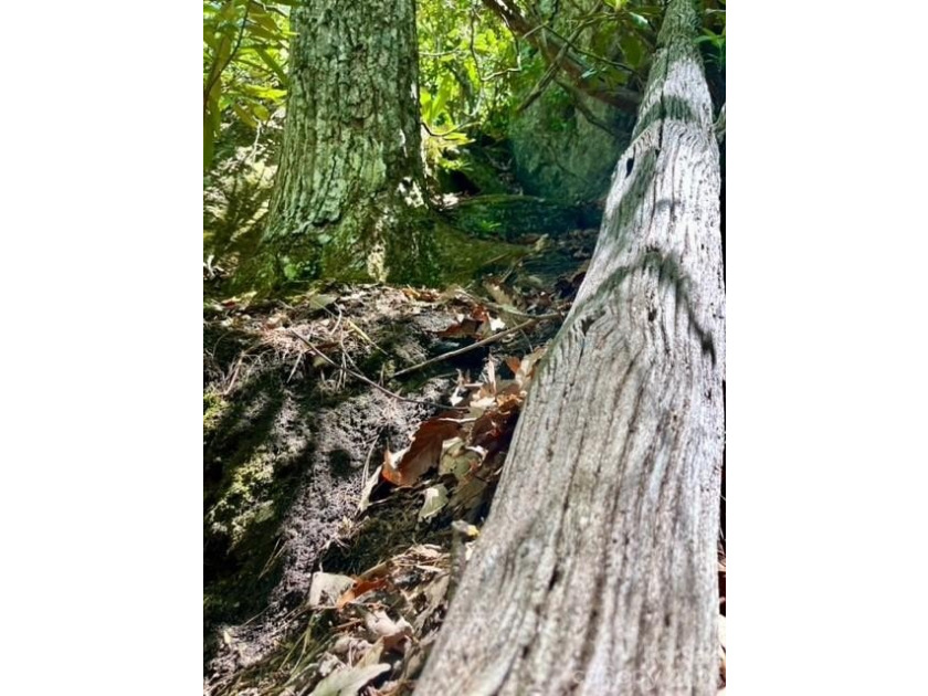 36+ acres of prime acreage in Maggie Valley off of - photo 20