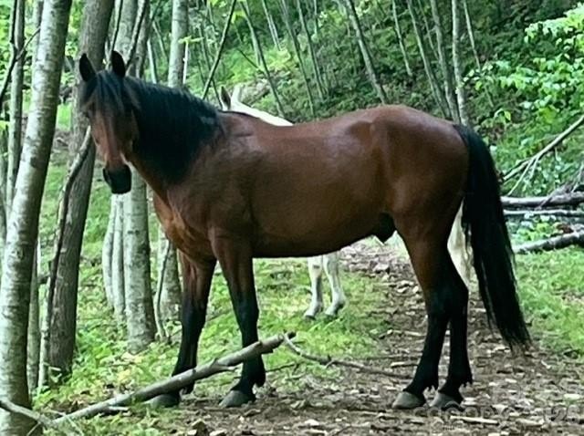 36+ acres of prime acreage in Maggie Valley off of - photo 23
