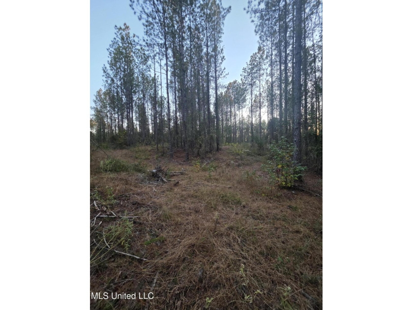 +/-80 Acres - Smith County, MS | Mize School District Located - photo 13