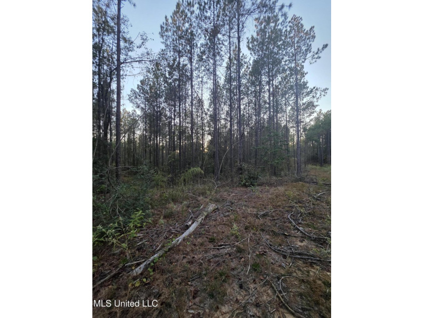 +/-80 Acres - Smith County, MS | Mize School District Located - photo 16