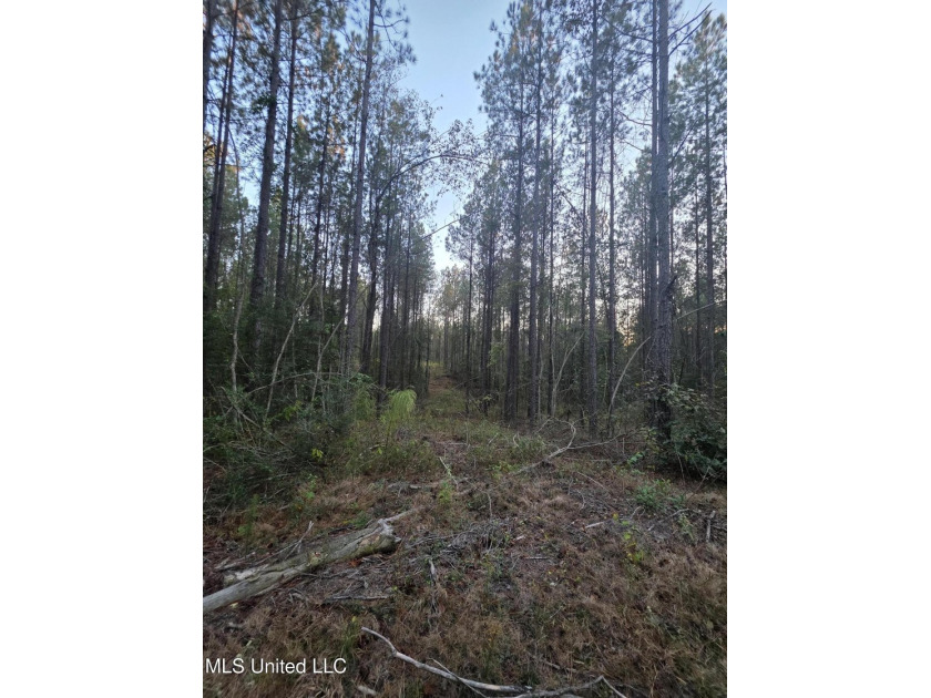 +/-80 Acres - Smith County, MS | Mize School District Located - photo 17