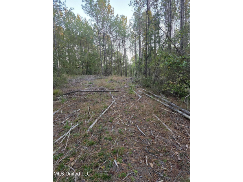 +/-80 Acres - Smith County, MS | Mize School District Located - photo 18