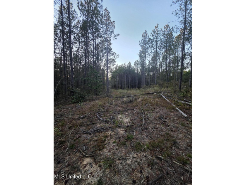+/-80 Acres - Smith County, MS | Mize School District Located - photo 19