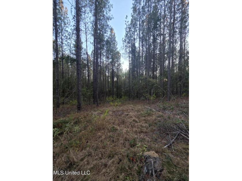 +/-80 Acres - Smith County, MS | Mize School District Located - photo 20
