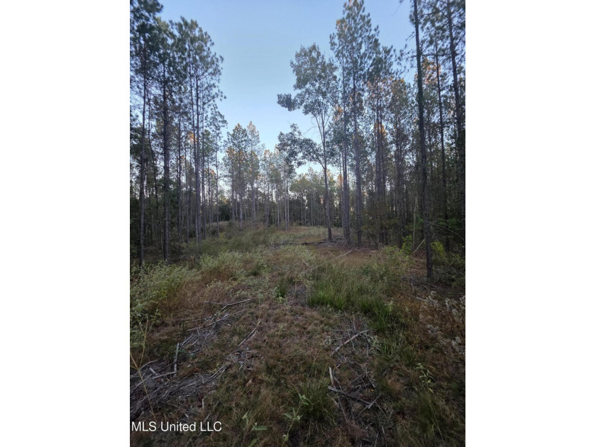 +/-80 Acres - Smith County, MS | Mize School District Located - photo 21