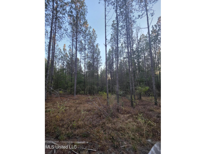 +/-80 Acres - Smith County, MS | Mize School District Located - photo 23
