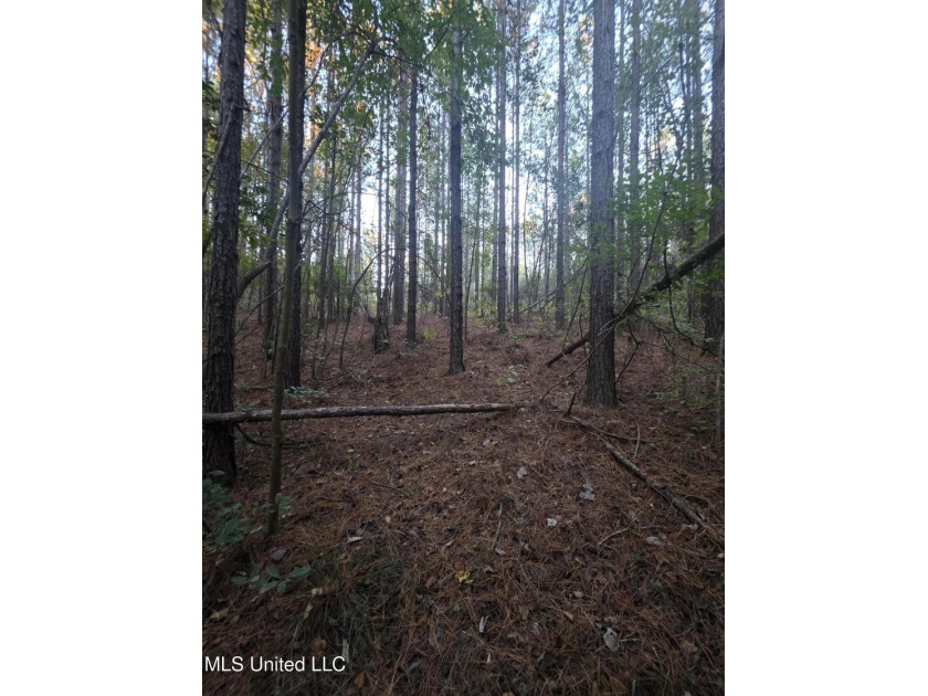 +/-80 Acres - Smith County, MS | Mize School District Located - photo 24