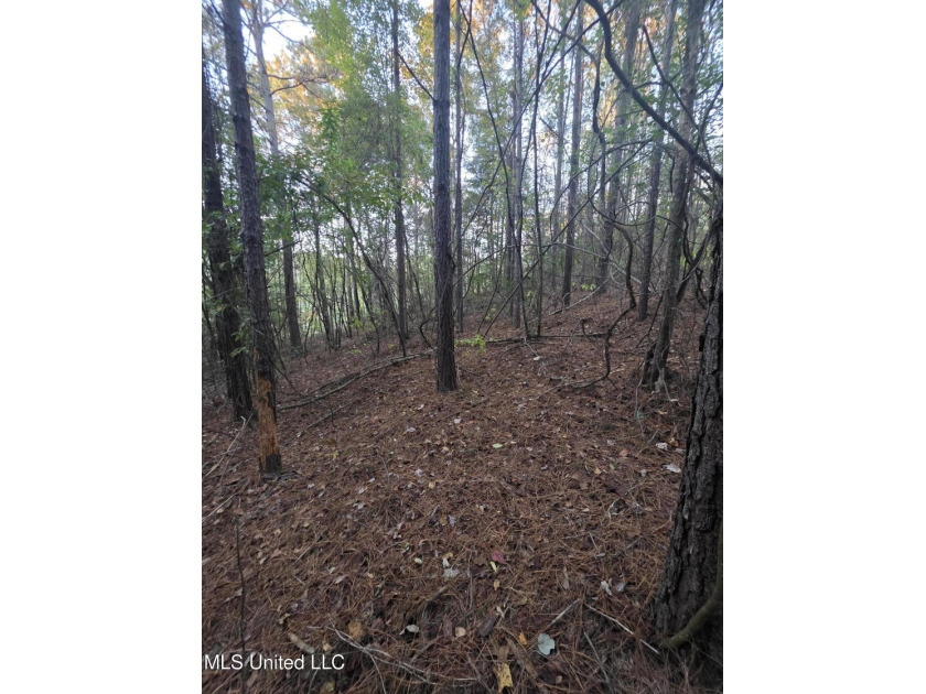 +/-80 Acres - Smith County, MS | Mize School District Located - photo 25