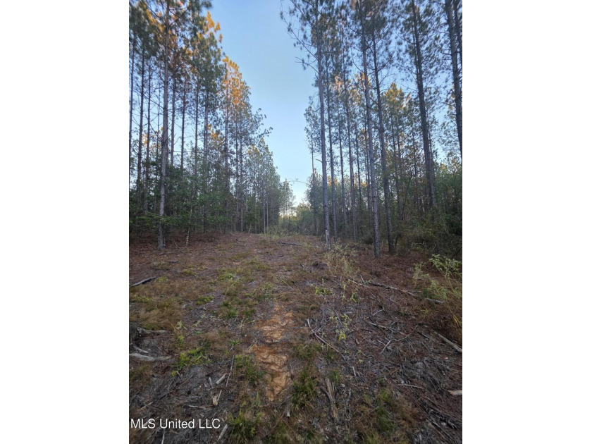+/-80 Acres - Smith County, MS | Mize School District Located - photo 26