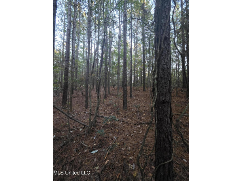 +/-80 Acres - Smith County, MS | Mize School District Located - photo 27