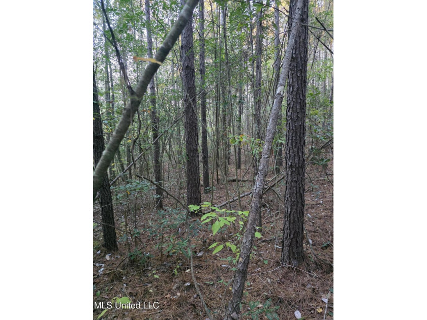 +/-80 Acres - Smith County, MS | Mize School District Located - photo 28