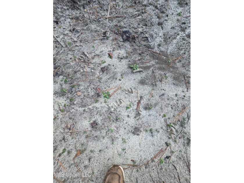 +/-80 Acres - Smith County, MS | Mize School District Located - photo 29