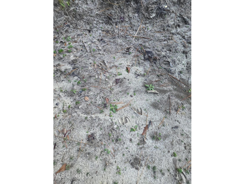 +/-80 Acres - Smith County, MS | Mize School District Located - photo 30