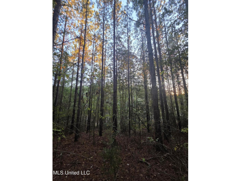 +/-80 Acres - Smith County, MS | Mize School District Located - photo 33