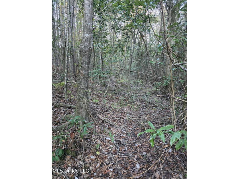 +/-80 Acres - Smith County, MS | Mize School District Located - photo 34