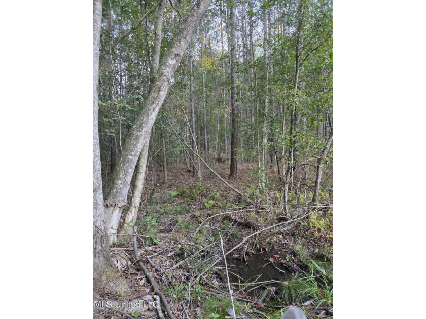 +/-80 Acres - Smith County, MS | Mize School District Located - photo 35