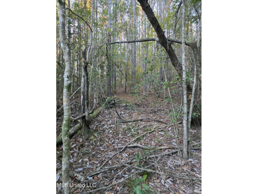 +/-80 Acres - Smith County, MS | Mize School District Located - photo 37