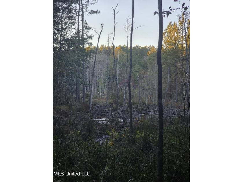 +/-80 Acres - Smith County, MS | Mize School District Located - photo 38