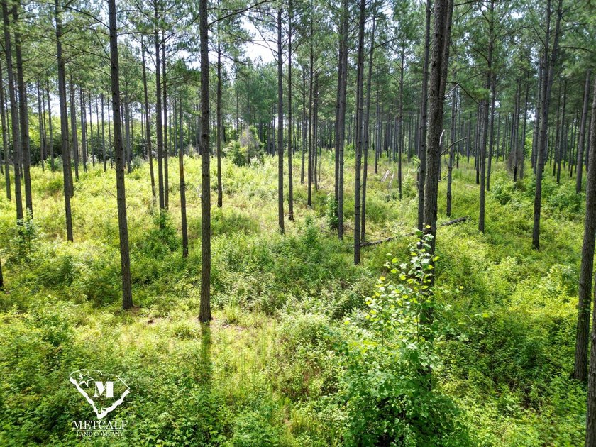 70.11 Acres | Professionally Managed Pine Plantation | Union - photo 22