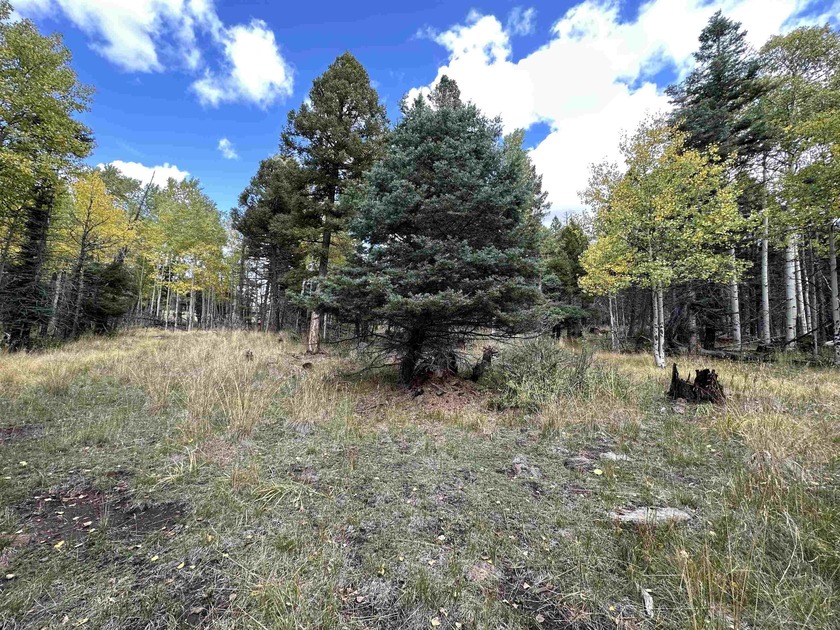 Grand lot with lots of potential to build that mountain getaway - photo 5