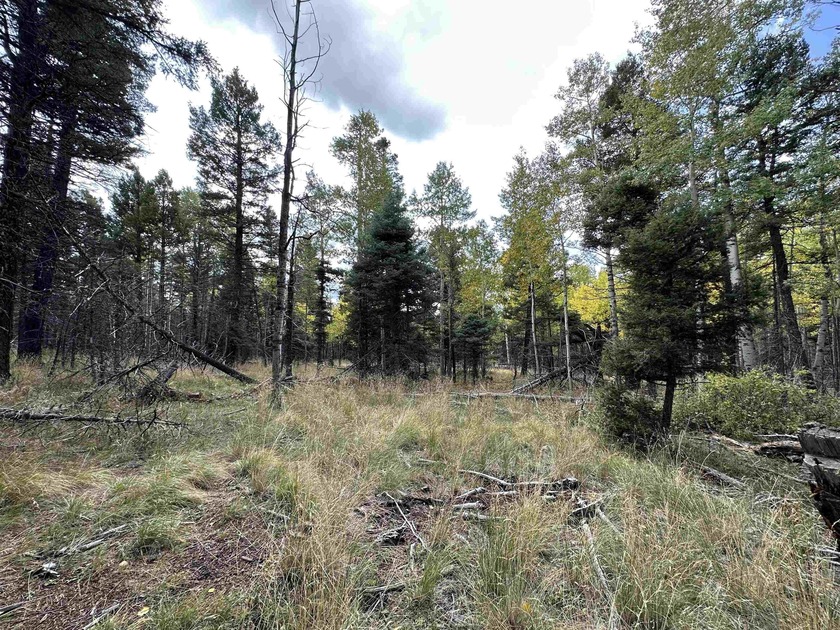 Grand lot with lots of potential to build that mountain getaway - photo 6