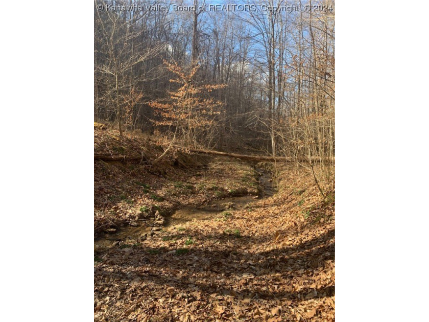 Build your cabin retreat or permanent home on this 115.3 Acres - photo 11
