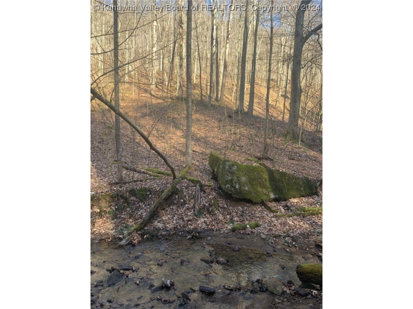 Build your cabin retreat or permanent home on this 115.3 Acres - photo 15