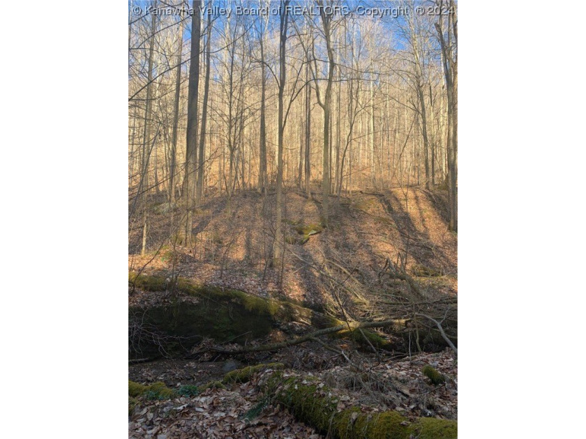Build your cabin retreat or permanent home on this 115.3 Acres - photo 16