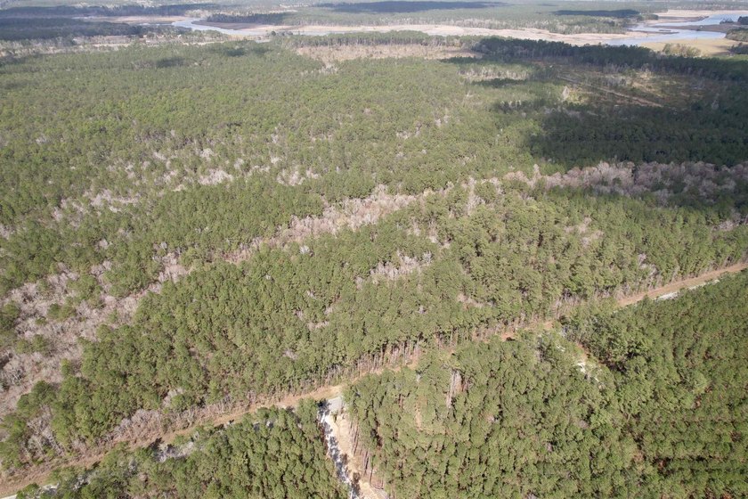 5.49 acres located on Pennyroyal Road in Georgetown, SC. Located - photo 5