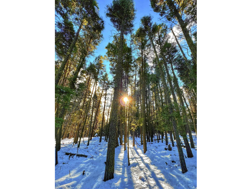 Great opportunity to build your mountain home in beautiful Angel - photo 4