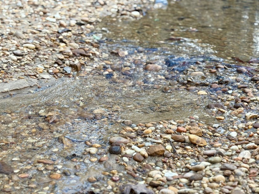 This waterfront, diverse Black Belt hunting and timber - photo 11