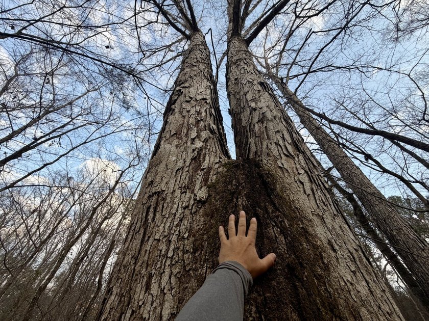 This waterfront, diverse Black Belt hunting and timber - photo 12