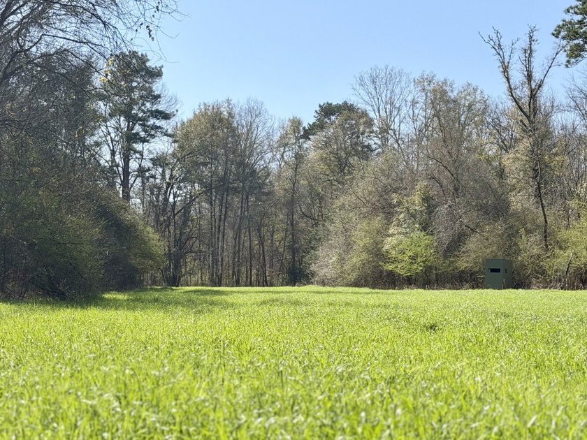 This waterfront, diverse Black Belt hunting and timber - photo 13