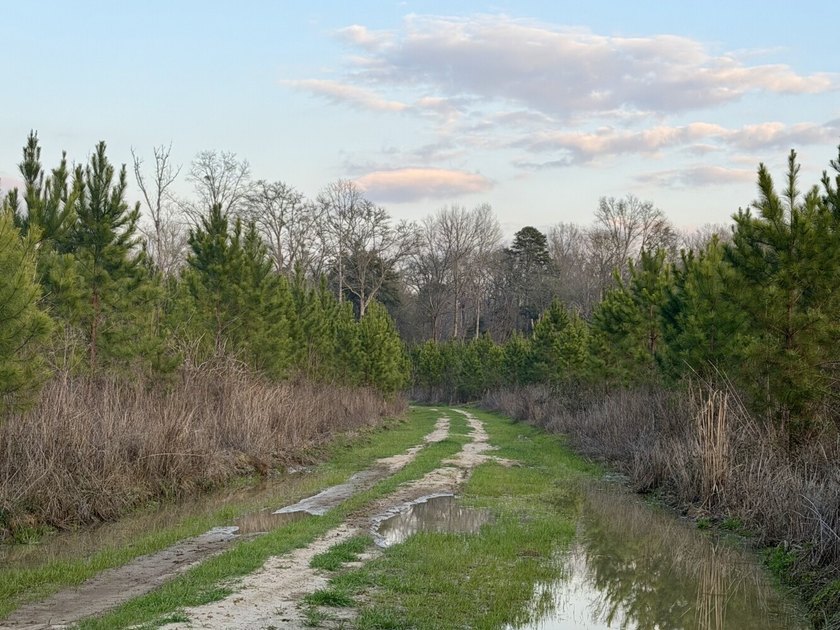 This waterfront, diverse Black Belt hunting and timber - photo 15