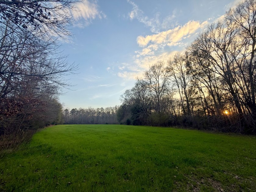 This waterfront, diverse Black Belt hunting and timber - photo 16
