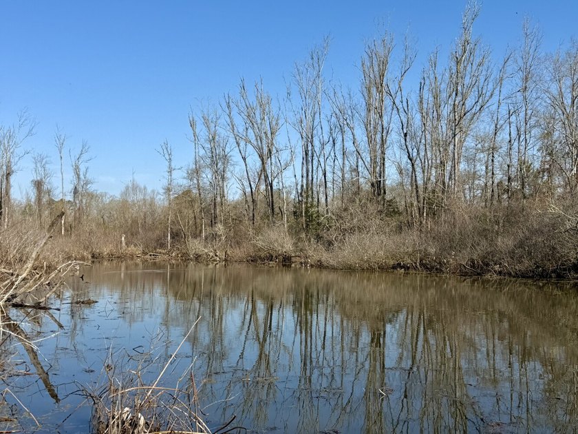 This waterfront, diverse Black Belt hunting and timber - photo 18