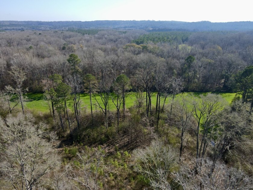 This waterfront, diverse Black Belt hunting and timber - photo 19
