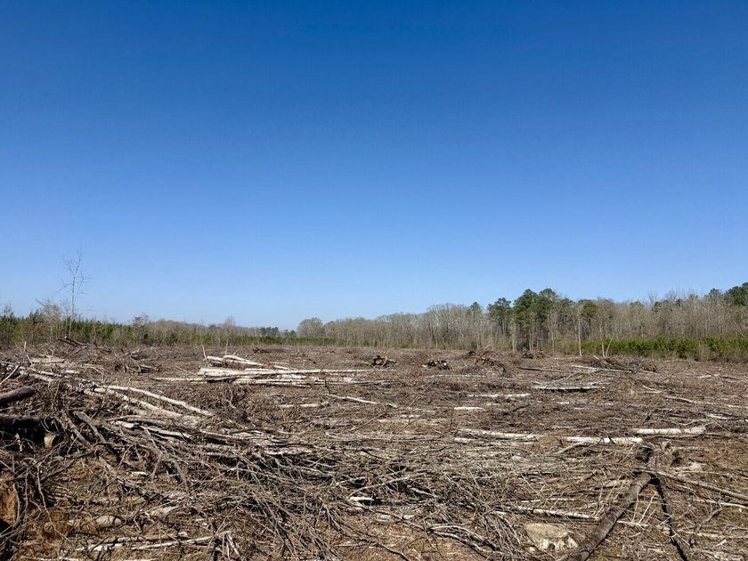 This waterfront, diverse Black Belt hunting and timber - photo 21