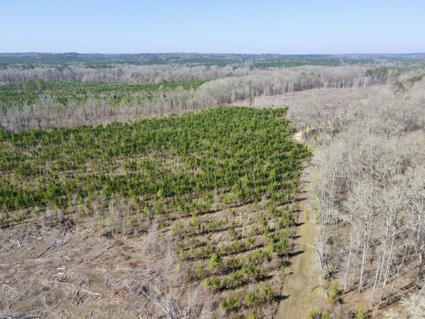 This waterfront, diverse Black Belt hunting and timber - photo 23