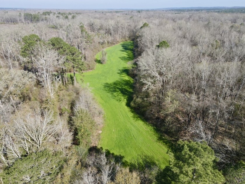 This waterfront, diverse Black Belt hunting and timber - photo 30